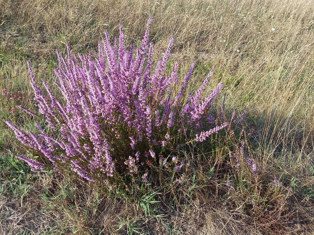 סנגווינה Lac Et Nature חדר תמונה